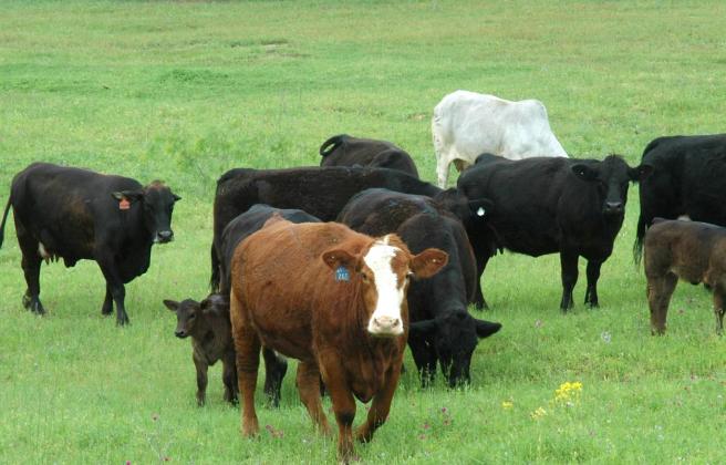 Texas A&amp;M AgriLife offers tool to analyze beef cattle operation performance. (Texas A&amp;M AgriLife photo)