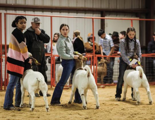 ROTAN 2024 STOCK SHOW RESULTS