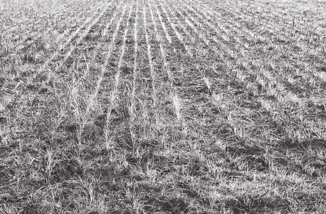 A new wheat crop grows after the cover crop was grazed off. (Texas A&amp;M AgriLife photo by Paul DeLaune)