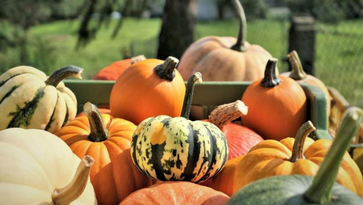 Pumpkin growers are expanding their variety offerings from the traditional orange jack-o-lantern to meet growing demand for the decorative fruit.