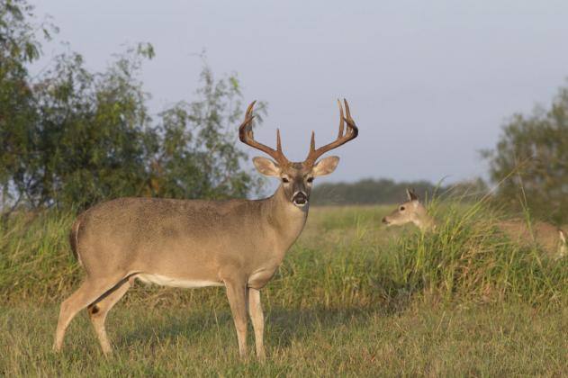 Hunters prepare for opening day of deer season